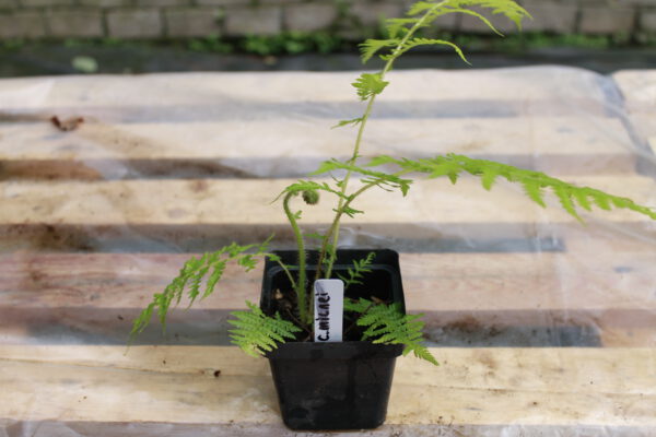 Cyathea Milnei
