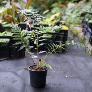 Cyathea Tiny Top