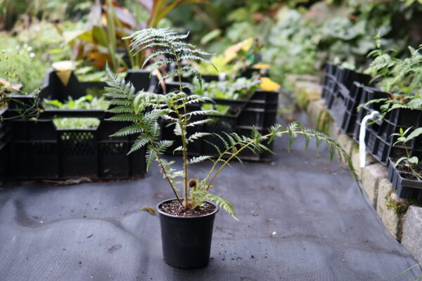 Cyathea Tiny Top