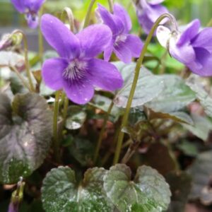 Viola Riviniana Purpurea