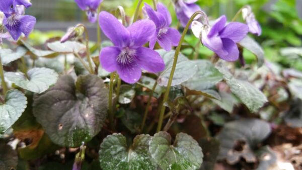 Viola Riviniana Purpurea
