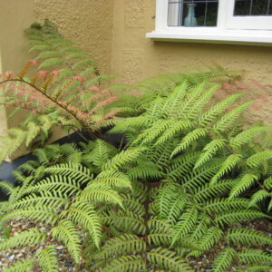 Woodwardia Unigemmata