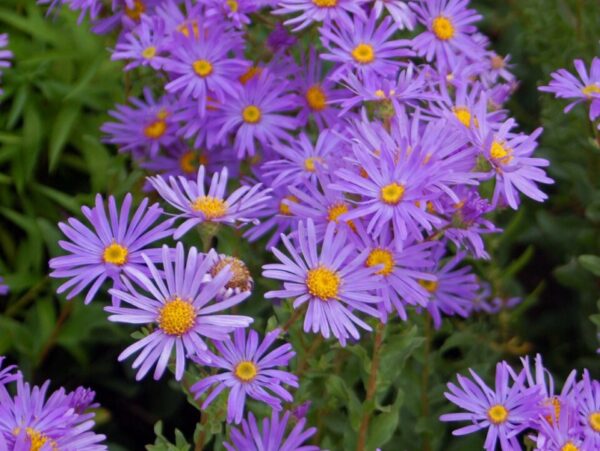 Aster Novi Belgii