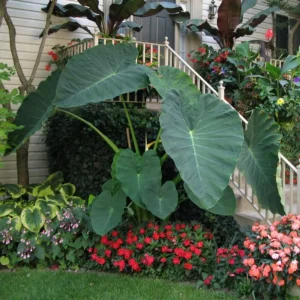 Colacasia 'Jack's Giant'