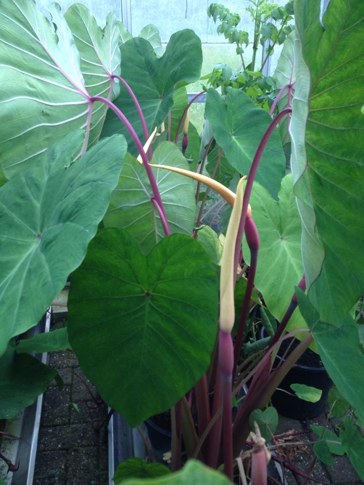 Colacasia Pink China