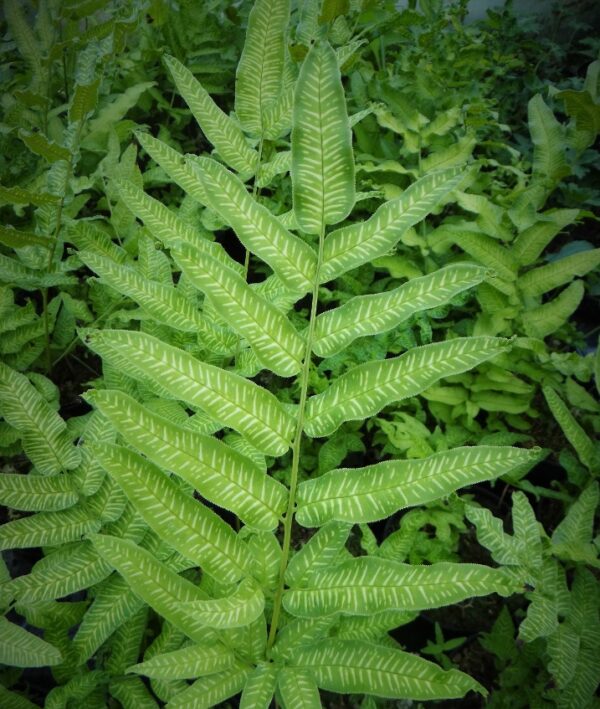 Coniogramme Eimeiensis