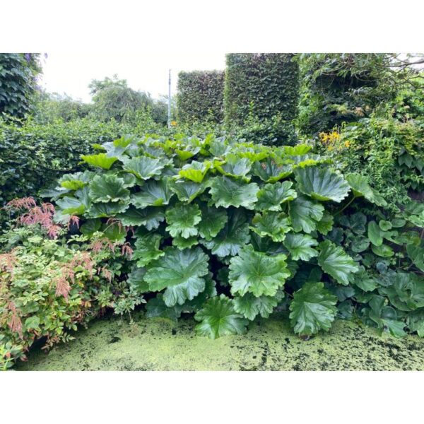 Darmera peltata
