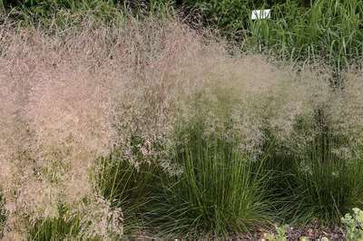 Deschampsia cespitosa