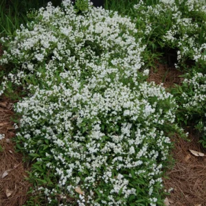 Deutzia gracillis 'Niko'