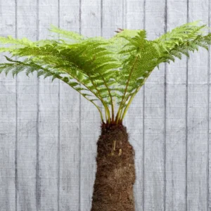 Dicksonia Fibrosa