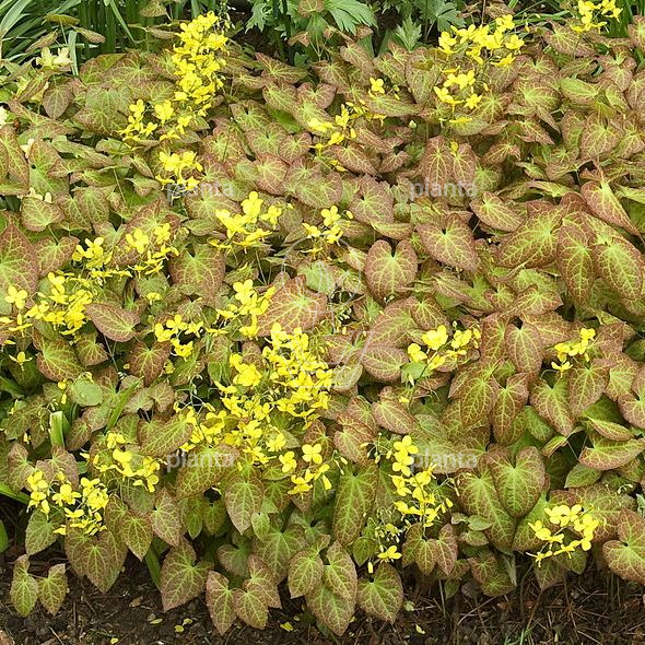 Epimedium Perralchicum