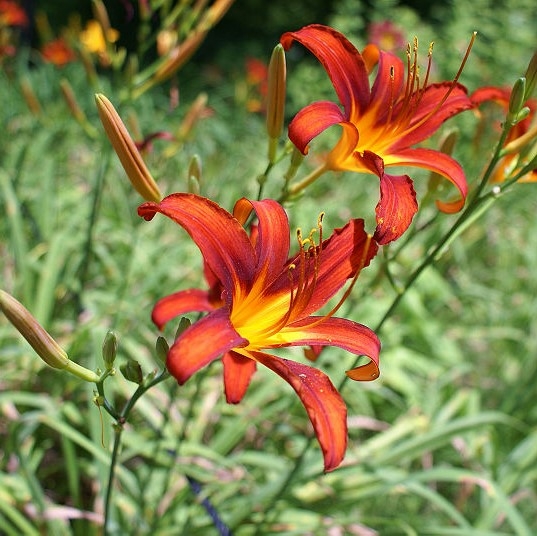 Hemerocallis 'Sammy Russell'