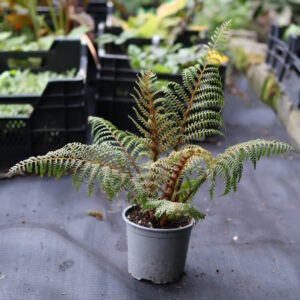 Cyathea Highland Lace