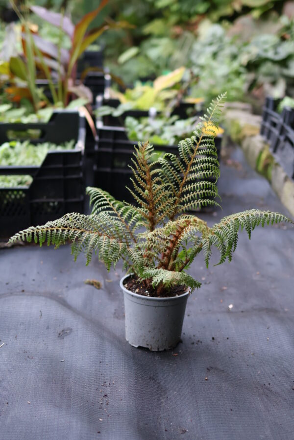 Cyathea Highland Lace