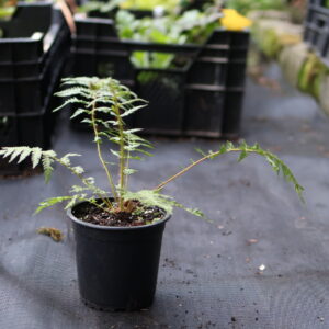 Cyathea Cooperii