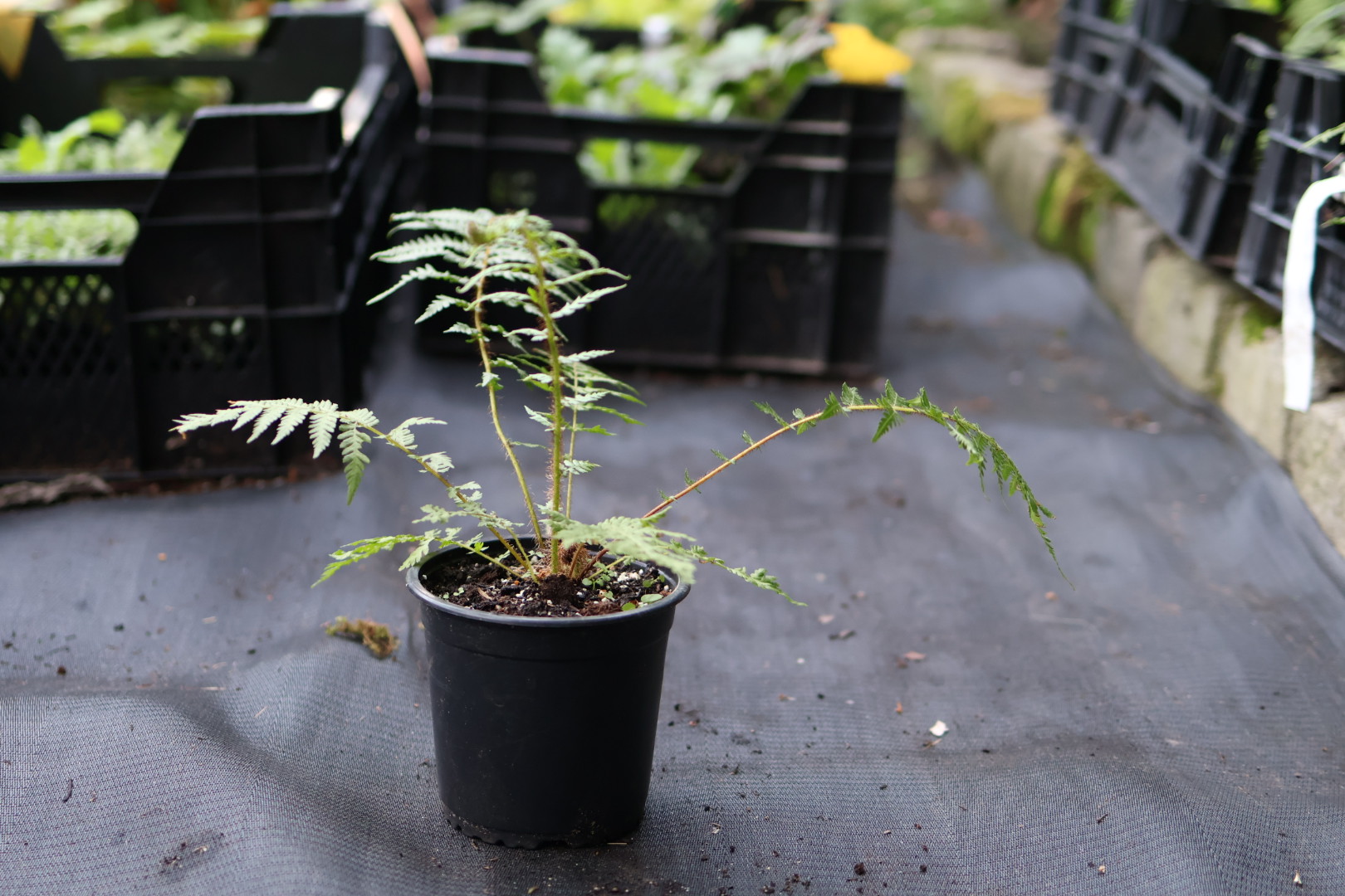 Cyathea Cooperii