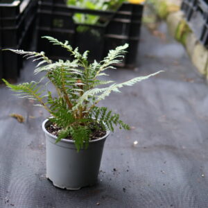 Cyathea NC