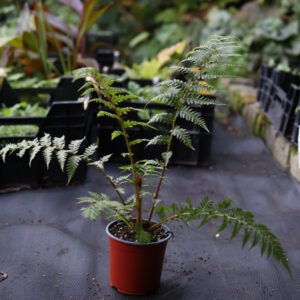 Cyathea Brownii