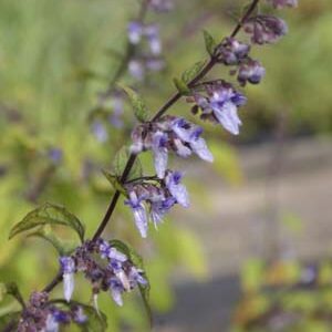 Isodon Rubescens