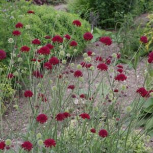 Knautia Macedonica