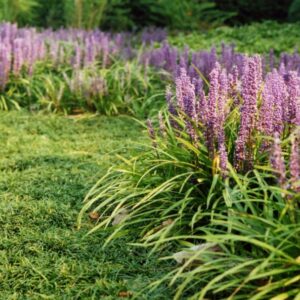 Liriope Muscari
