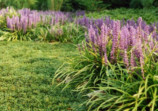 Liriope Muscari