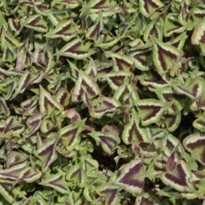 Persicaria Microcephala silver brown