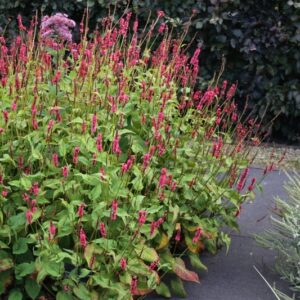 Persicaria amplexicaulis