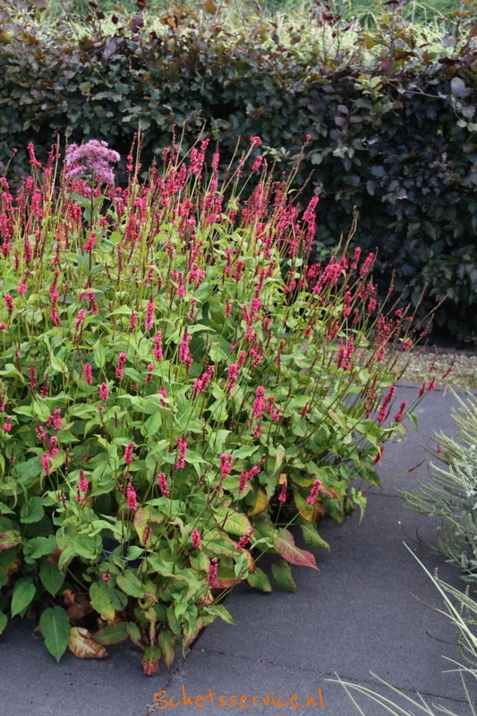 Persicaria amplexicaulis