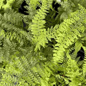 Polystichum Setiferum 'herrenhausen'