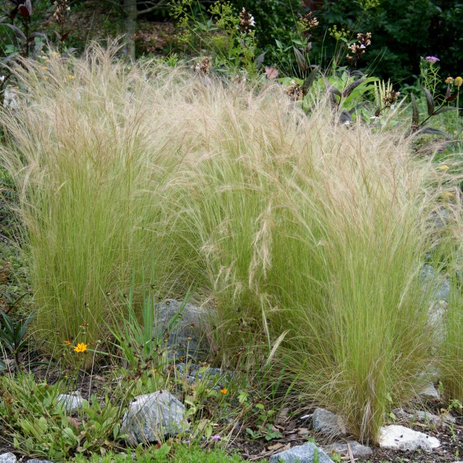 Stipa Ponytails