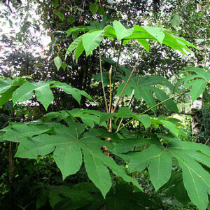 Tetrapanax
