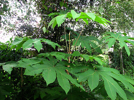 Tetrapanax