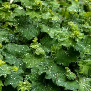 Alchemilla mollis