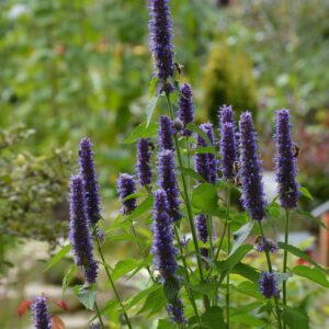 Agastache