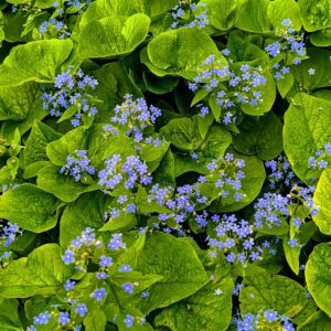 Brunnera macrophylla