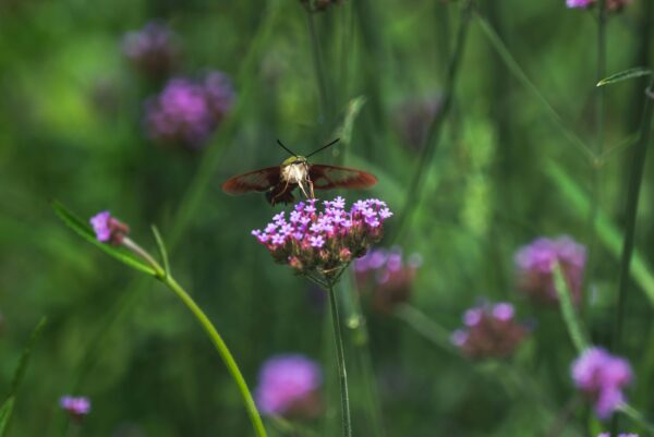 Verbena Bonariensis