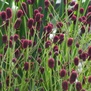 Sanguisorba Officinalis