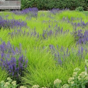 Sesleria Autumnalis