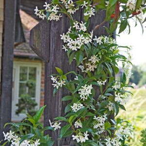 Trachelospermum Jasminoides