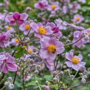 Anemone hupehensis
