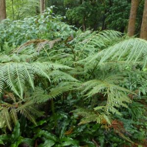 Woodwardia Prolifera