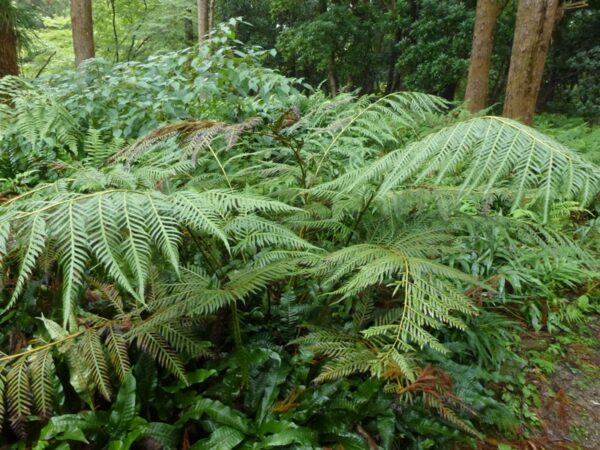 Woodwardia Prolifera