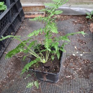 Cyathea Contaminans