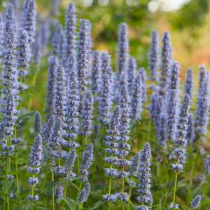 Agastache Blue Fortune