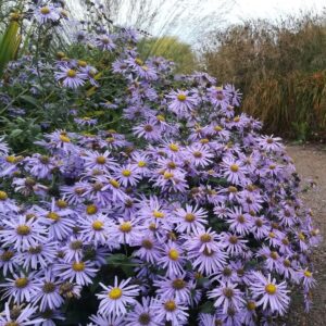 Aster frikartii 'Mönch'