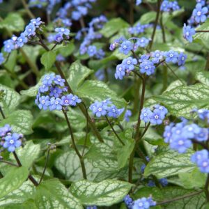 Brunnera macrophylla 'Jack Frost'