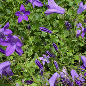 Campanula portenschlagiana 'Resholt Variety'