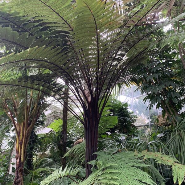 Dicksonia Squarrosa