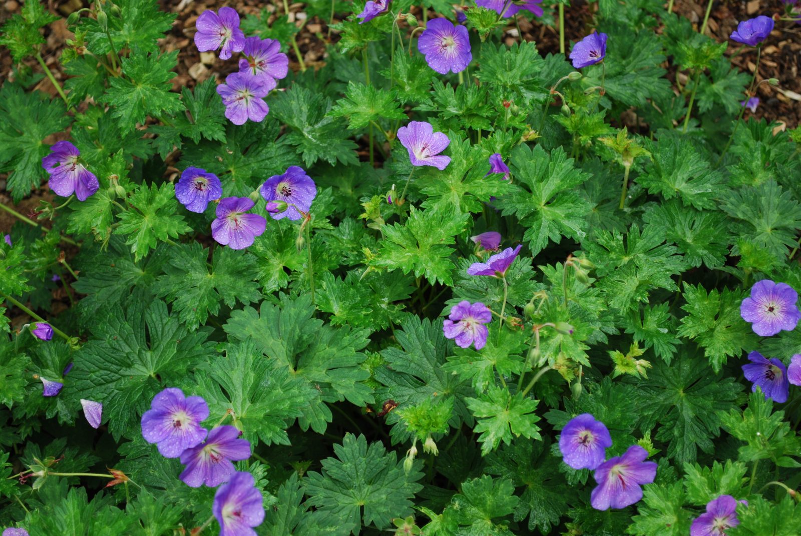 Geranium Rozanne